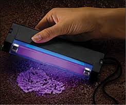 Bed Bugs Under Uv Light Moreoo