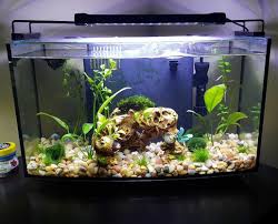 An Example Of A Good Betta Aquarium Filter Heater Light And A Nice Choice Of Live Plants Credit Goes To Nekkidcats Good Job Betta Aquarium Betta Betta Fish