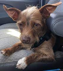 Adopt Chipper On Petfinder Raising Kittens Dog Adoption Shelter Dogs