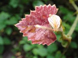 Image result for Rhoicissus tomentosa