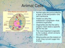 One muscle cell can have from a few dozen myofibrils in a small muscle (say. Cell Biology Ppt Download