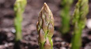 Asparagus competes poorly with weeds. Asparagus Growing Guide Tui Prepare Plant Nourish