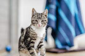 Neutering Blue Cross