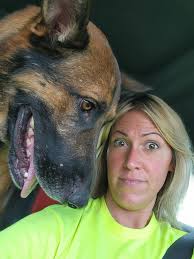 Please help this blue eyed handsome boy out of the shelter in Dallas ALIVE.  His life so far has not been the easiest but he is a sweet gentle boy who  deserves