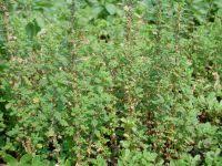 Image result for Dysphania pumilio