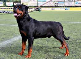 A shiba inu mix is not a purebred dog. Boerboel Rottweiler Mix Crespo My Favourite Boerboel At 17 Months Makan Angin