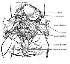 Fetal Pig Dissection Carolina Com