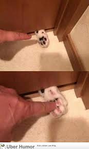 All activated cards and effects have a spell speed. You Just Activated My Trap Card Funny Pictures Quotes Pics Photos Images Videos Of Really Very Cute Animals