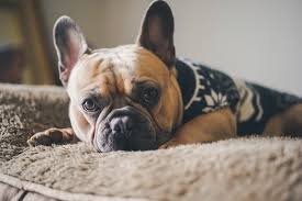 Learn the pros and cons of owning a french bulldog from dog expert julia szabo in this howcast video. At What Age Should I Spay A French Bulldog French Bulldog Breed