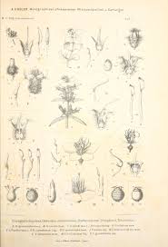 Image result for Antherotoma naudinii