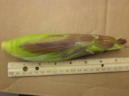 Maybe you would like to learn more about one of these? Late Season Purple Corn Agronomic Crops Network