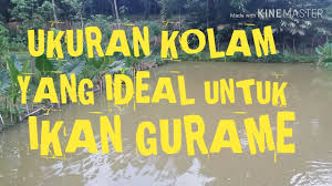 Ukuran Kolam Tanah Yang Ideal Untuk Ikan Gurame Youtube
