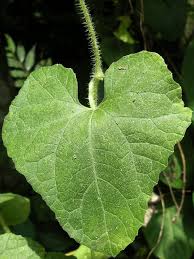 Image result for Cucumis maderaspatanus