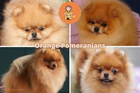 Maybe you would like to learn more about one of these? The Complete List Of Pomeranian Colors Photos And Full Details