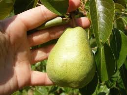 Image result for Pycreus permutatus