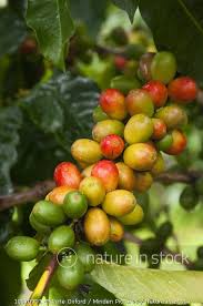 Image result for Coffea sp. A