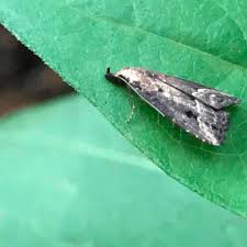 Image result for Disperis sp. nov. aff. macowanii