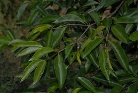 Image result for Rothmannia whitfieldii