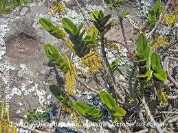 Image result for Tridactyle bicaudata