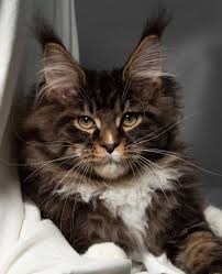 Maine coon kittens and cats. Maine Coon Breeders Loving Lynx