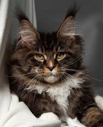 Vaccinated for rabies, calcivirosis, herpesvirus, panleukopenia, chlamydia. Maine Coon Breeders Loving Lynx