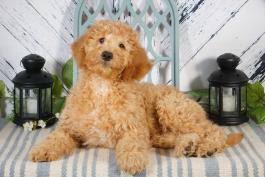 Owner recommended goldendoodle and labradoodle breeders in indiana, usa. Goldendoodle Puppies For Sale In In Lancaster Puppies