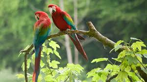 Image result for Acridocarpus chloropterus