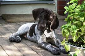 A german shorthaired pointer mix will probably be cheaper to buy than a pedigree puppy, but will incur the same lifetime costs. Canadian Kennel Club Club Canin Canadien
