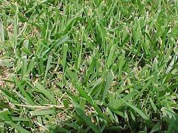 Turf type fescue grows a bit faster and will grow taller in general if you let it originally answered: Lawn Care Weed Control Tips Aatb Inc