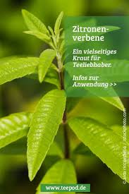 Zitronenverbene Das Musst Du Wissen Uber Das Heilsame Teekraut Verbenen Zitronenverbene Zitrone