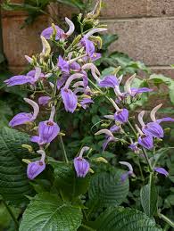 Image result for Brillantaisia owariensis