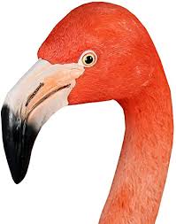 9,000+ vectors, stock photos & psd files. Colourliving Flamingo Figur Flamingo Dekoration Party Garten Deko Flamingo Kopf Flamingo Dekofigur Gartenfigur Amazon De Garten