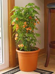 Check spelling or type a new query. 22 Beautiful Blooming Houseplants Better Homes Gardens