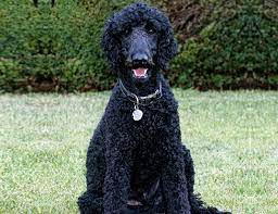 Life Span Of Standard Poodle