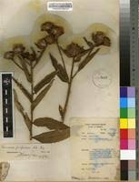 Image result for Vernonia purpurea