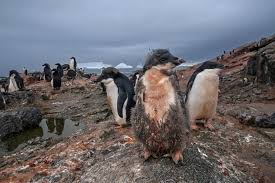 Understanding how past climate change has affected populations is critical for distinguishing between indeed, in one colony in the ross sea, adélie penguins appear to be climate change 'winners' as warming thus climate change in antarctica appears to have been a strong driver of. In Antarctica Climate Change Is Having Surprising Impacts Climate Change Climates Ecosystems