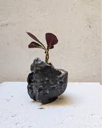 Image result for Monadenium pseudoracemosum