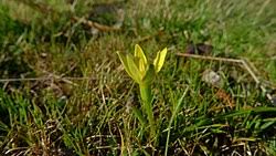 Image result for Hypoxis kilimanjarica