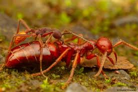 Image result for Antrocaryon