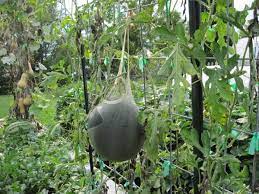 Using cages to trellis tomatoes is a great technique for several different situations. Growing Watermelon On Trellises Abundant Mini Gardens