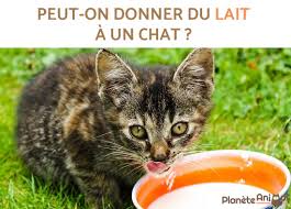 Quel lait pour mon grand bébé. Peut On Donner Du Lait A Un Chat