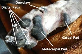 Last night while i was asleep i heard my dog slurping and licking so loud that i half dreamt that he was chewing on a huge steak bone. What S The Purpose Of Your Dog S Carpal Pads Pethelpful