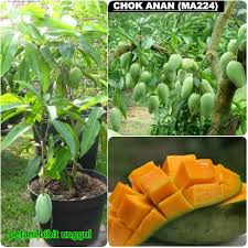Biasanya pokok mangga di kawasan begitu adalah lebih kecil dan cepat berbuah. Jual Bibit Buah Mangga Chokanan 1 Tahun Sudah Berbuah Di Lapak Pusat Bibit Unggul Bukalapak