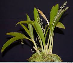 Image result for Liparis