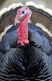 Birds That Look Like Turkeys In Florida Zagorski Puran Zagorje Turkey Low Weight Turkeys Bred Outdoors In A Traditional Way Synonym For Small Pet Birds Turkey Breeds Beautiful Birds