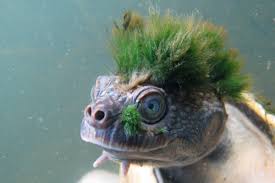 Pemusik terkenal di dunia pun kerap dihadirkan untuk menghibur penonton, seperti mozart yang pernah tampil disana. Dirilis Daftar 100 Reptil Paling Unik Dan Terancam Punah Di Dunia Mongabay Co Id