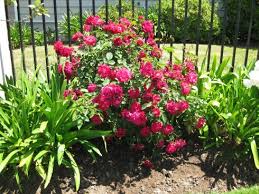 Knockout roses have proven their value to american gardeners with their disease resistant foliage & heavy flower show. Double Knock Out Rose Ponseti Landscaping