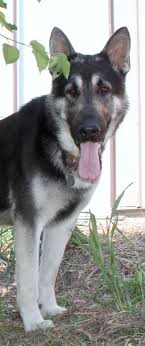 Puppy is sold to the bearing family. Larg Black And Silver German Shepherds For Sale Silver German Shepherd German Shepherd For Sale German Shepherd