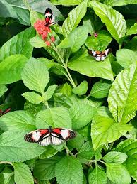 If you would like to attract. Review Butterfly World Florida Tag Along Travel