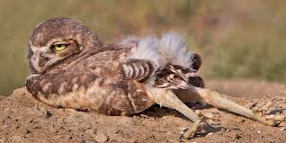 Owl Legs Have Been Trending And These Photos Make It Easy To See Why They Are Hilarious Owl Legs Cute Baby Owl Funny Owl Pictures
